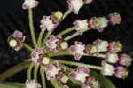 Longleaf milkweed